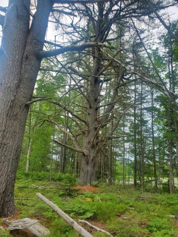 Map 52 Lot 21 Montville ME 04941