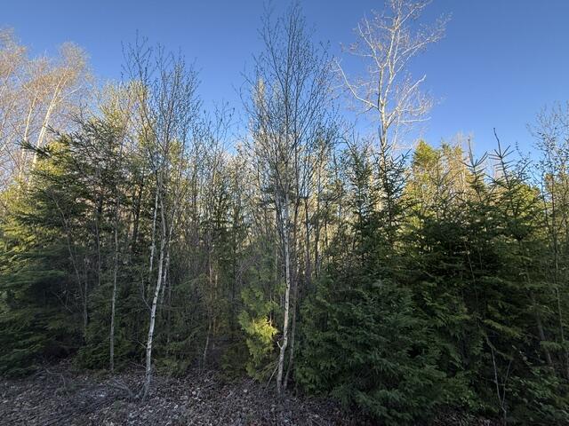 Lot 009 Off Of Reynolds Brook Road Whiting ME 04691