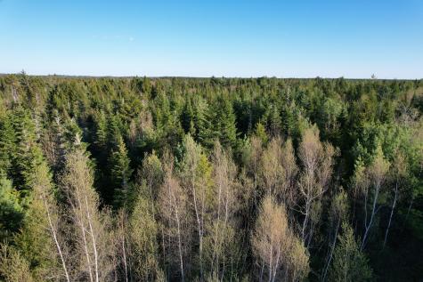 Lot 009 Off Of Reynolds Brook Road Whiting ME 04691