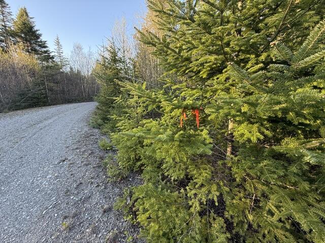 Lot 009 Off Of Reynolds Brook Road Whiting ME 04691