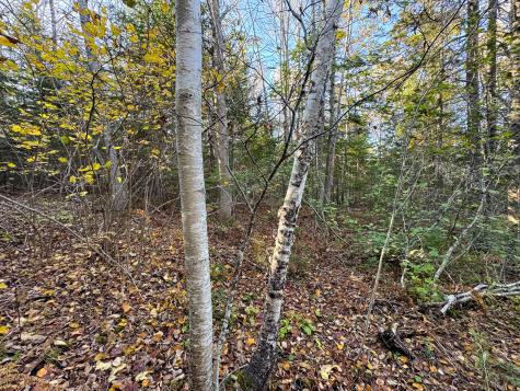 Lot 2.2 Belyea Road Edmunds Twp ME 04628