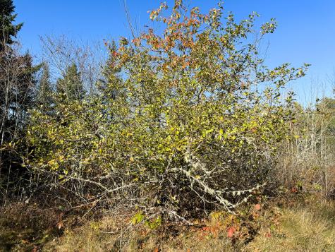 Lot 2.2 Belyea Road Edmunds Twp ME 04628