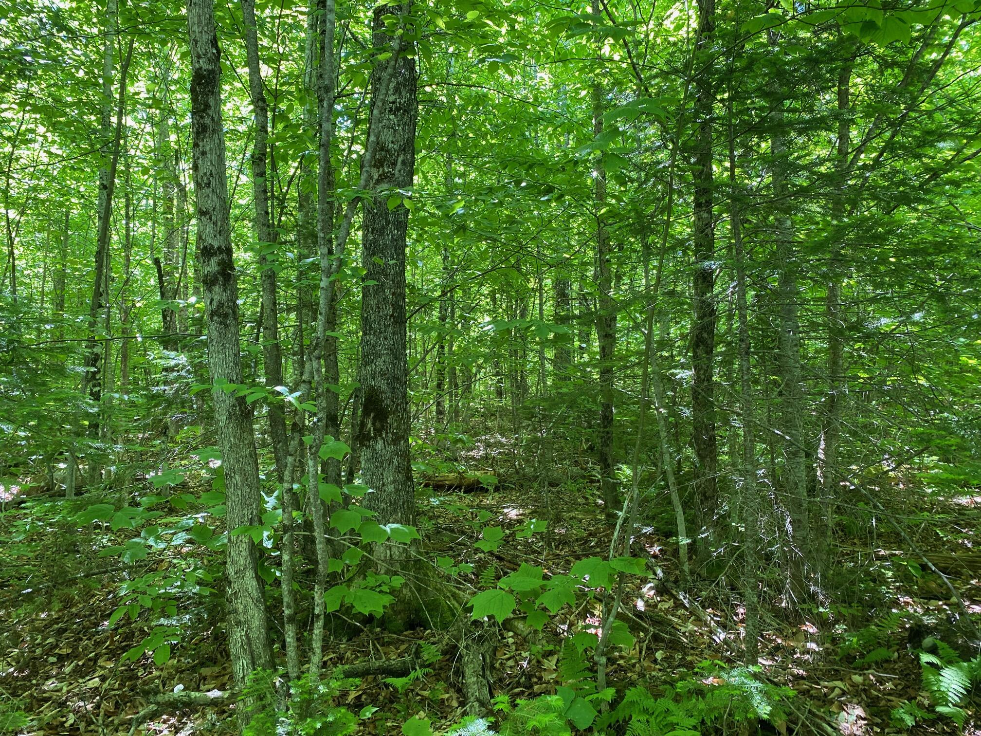 12a 2 Bay View Drive Greenville ME 04441