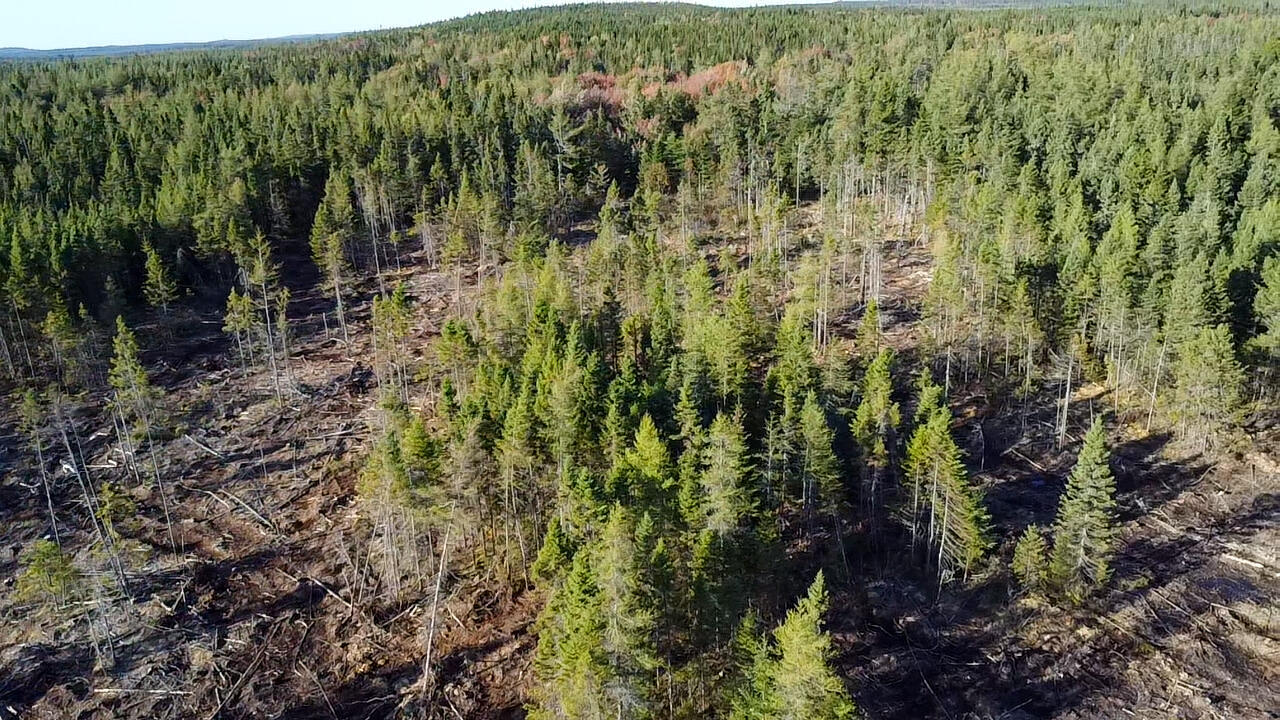 Map 06 Lots #16, 16-2, 16-3 Cutler Road Cutler ME 04626