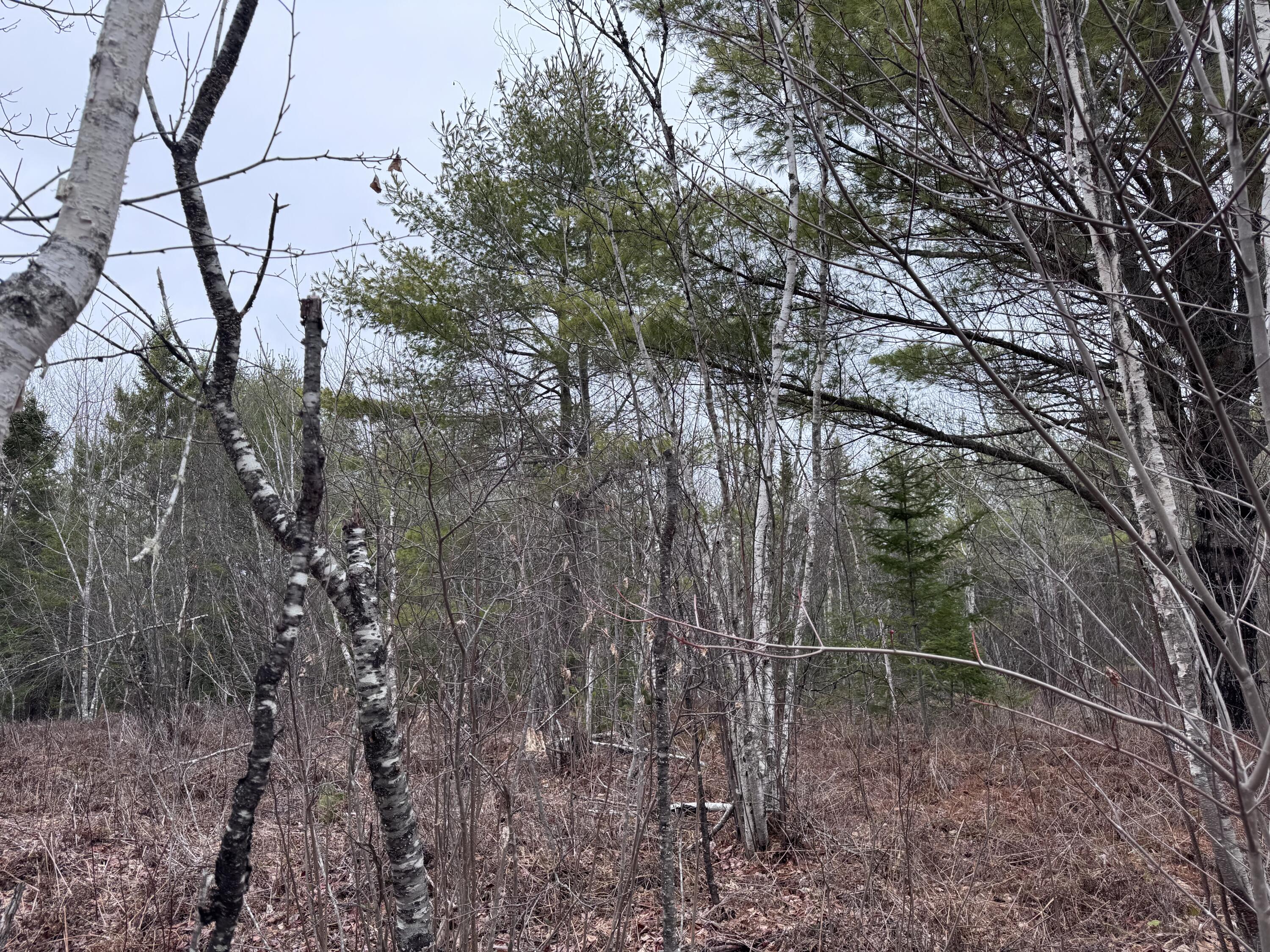 24 Wolf Run Trail Greenbush ME 04418
