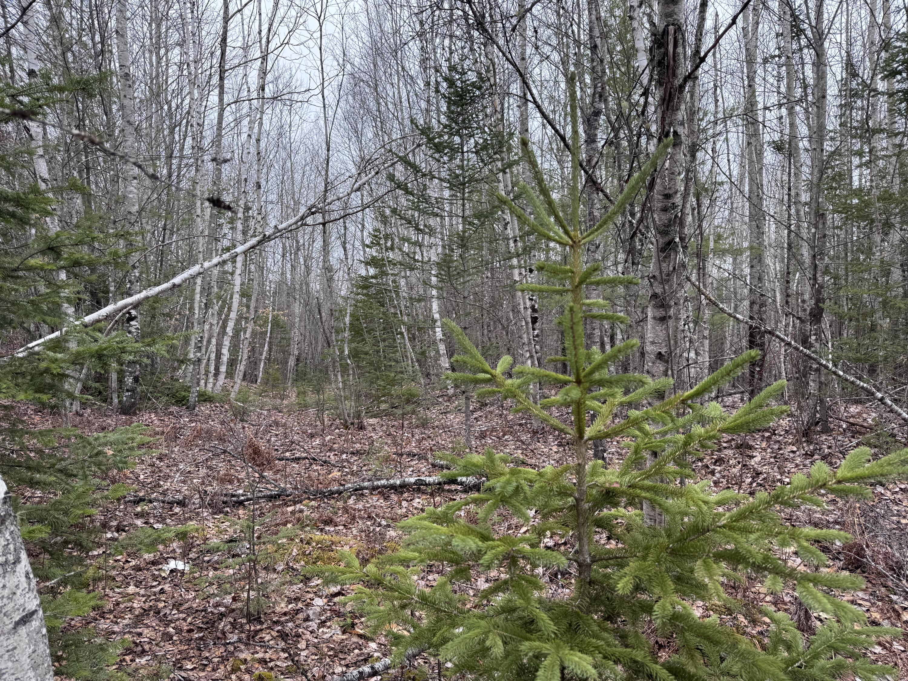 24 Wolf Run Trail Greenbush ME 04418