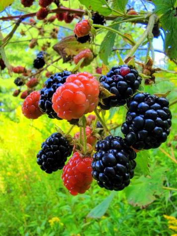 Tbd Chesterville Road Jay ME 04239