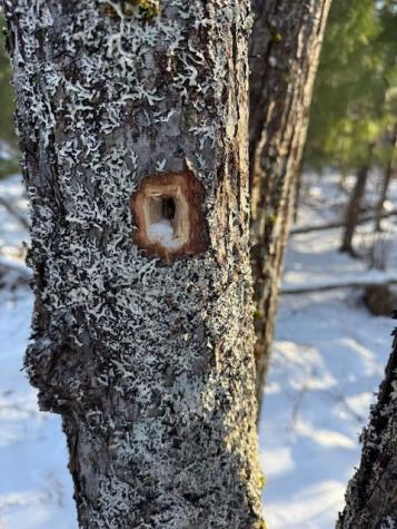 Lot 10 Us-1 Baring Plt ME 04694