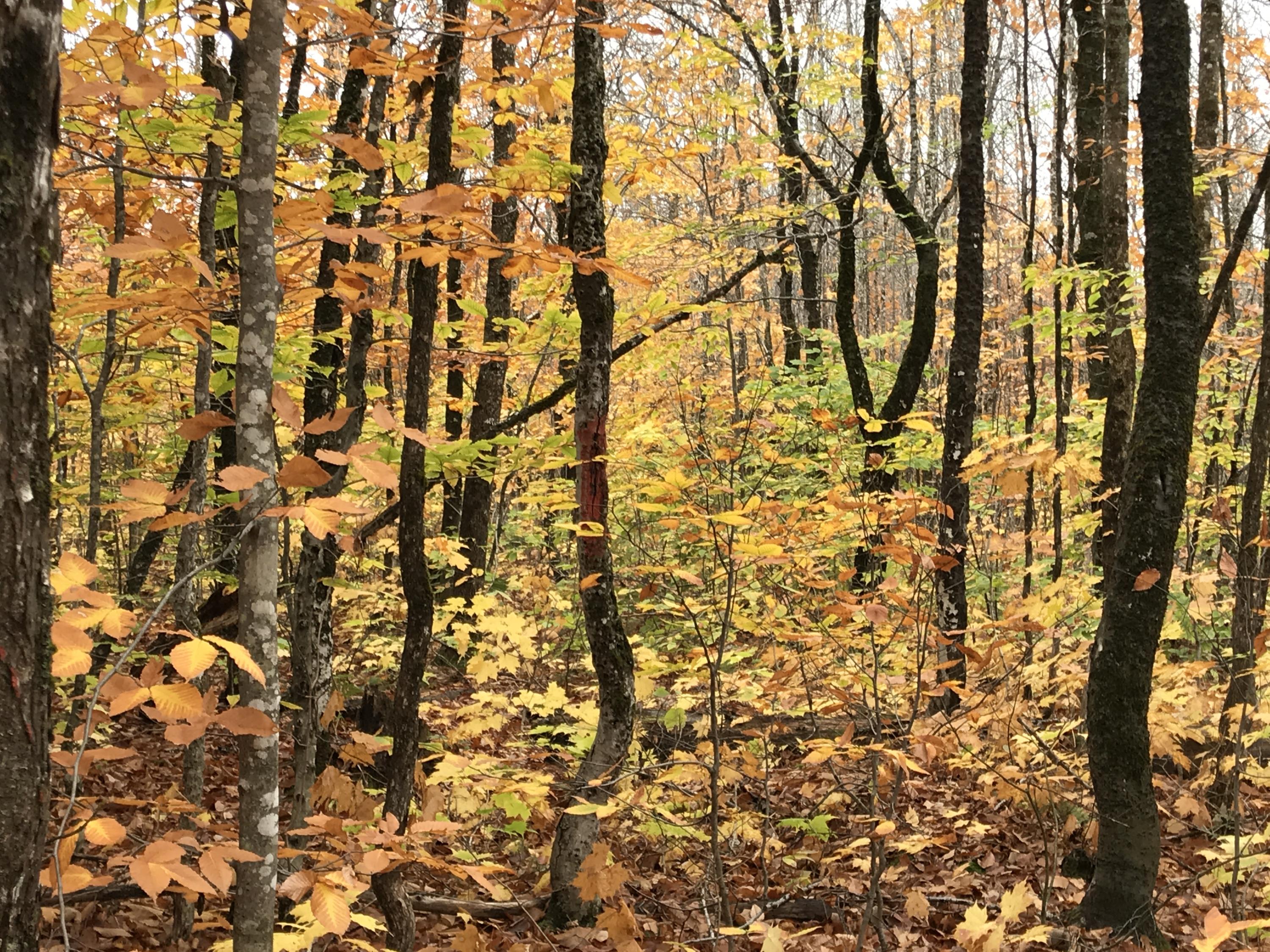 Lot 24 Currie Road Mount Chase ME 04765