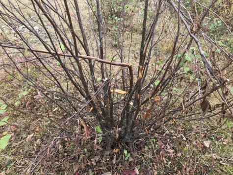 Lot 24 Currie Road Mount Chase ME 04765