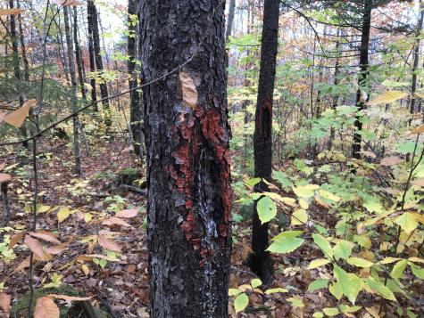 Lot 24 Currie Road Mount Chase ME 04765