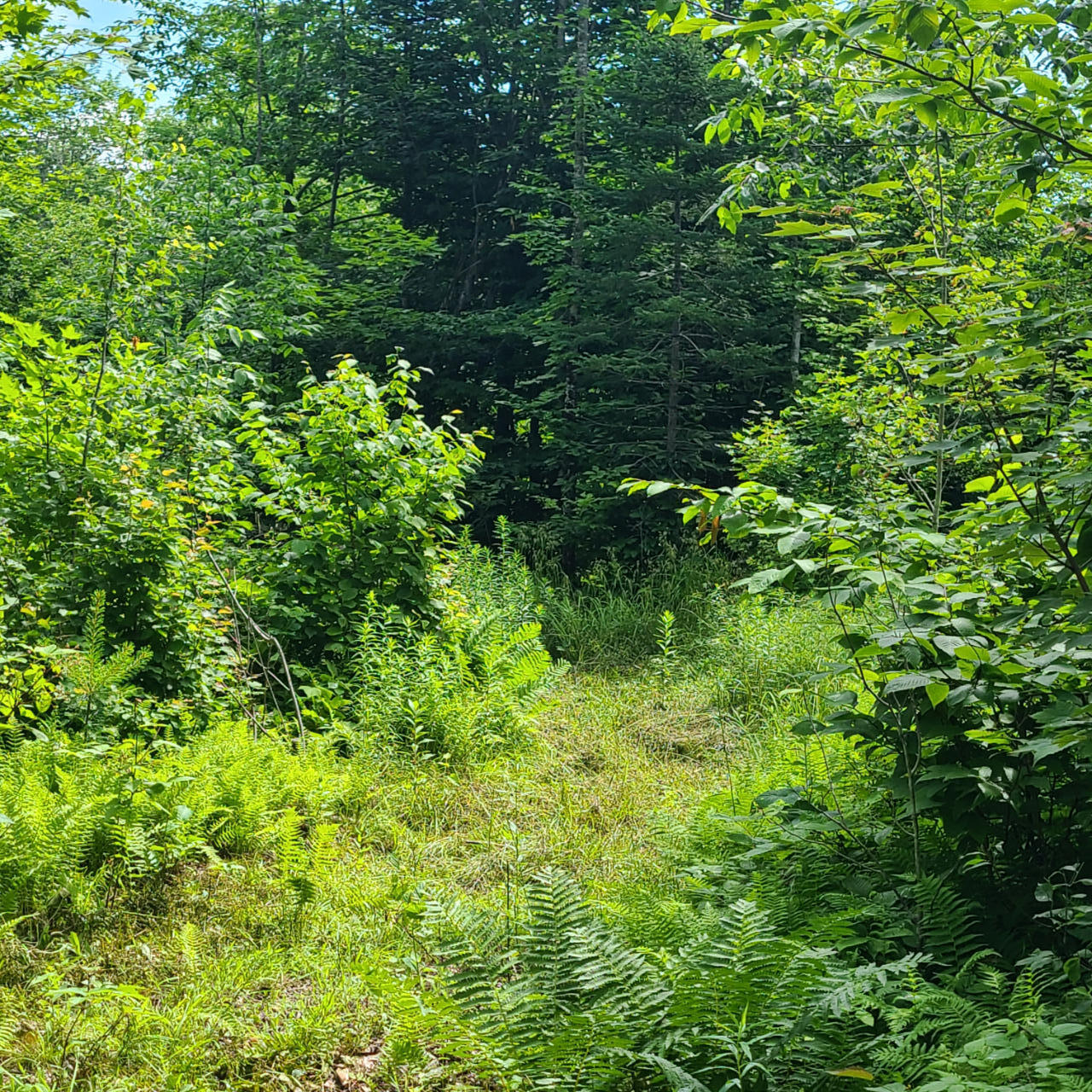 40 Bubier Road Wilton ME 04294