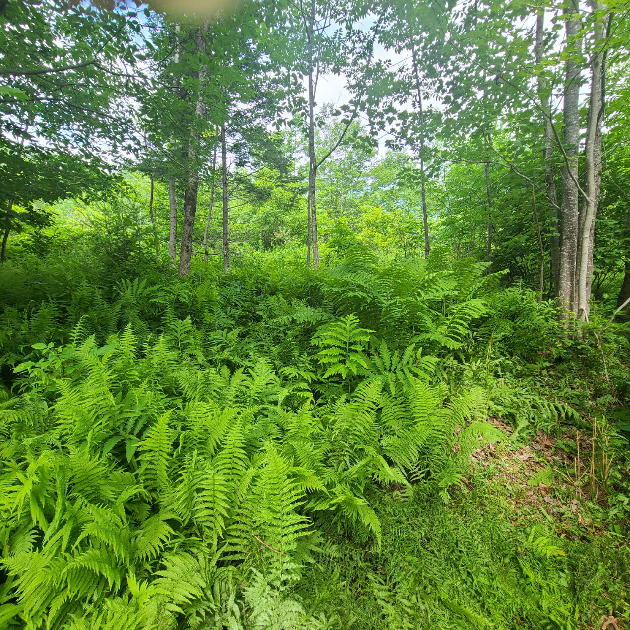 40 Bubier Road Wilton ME 04294