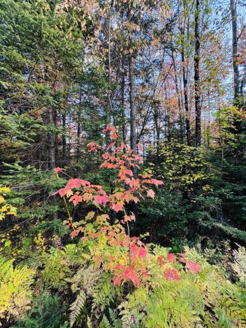 R005-043D Bray Hill Road Phillips ME 04966