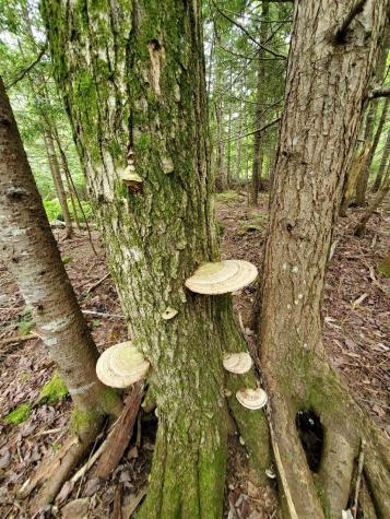 0 Mill M1 L21-1 Street Princeton ME 04668