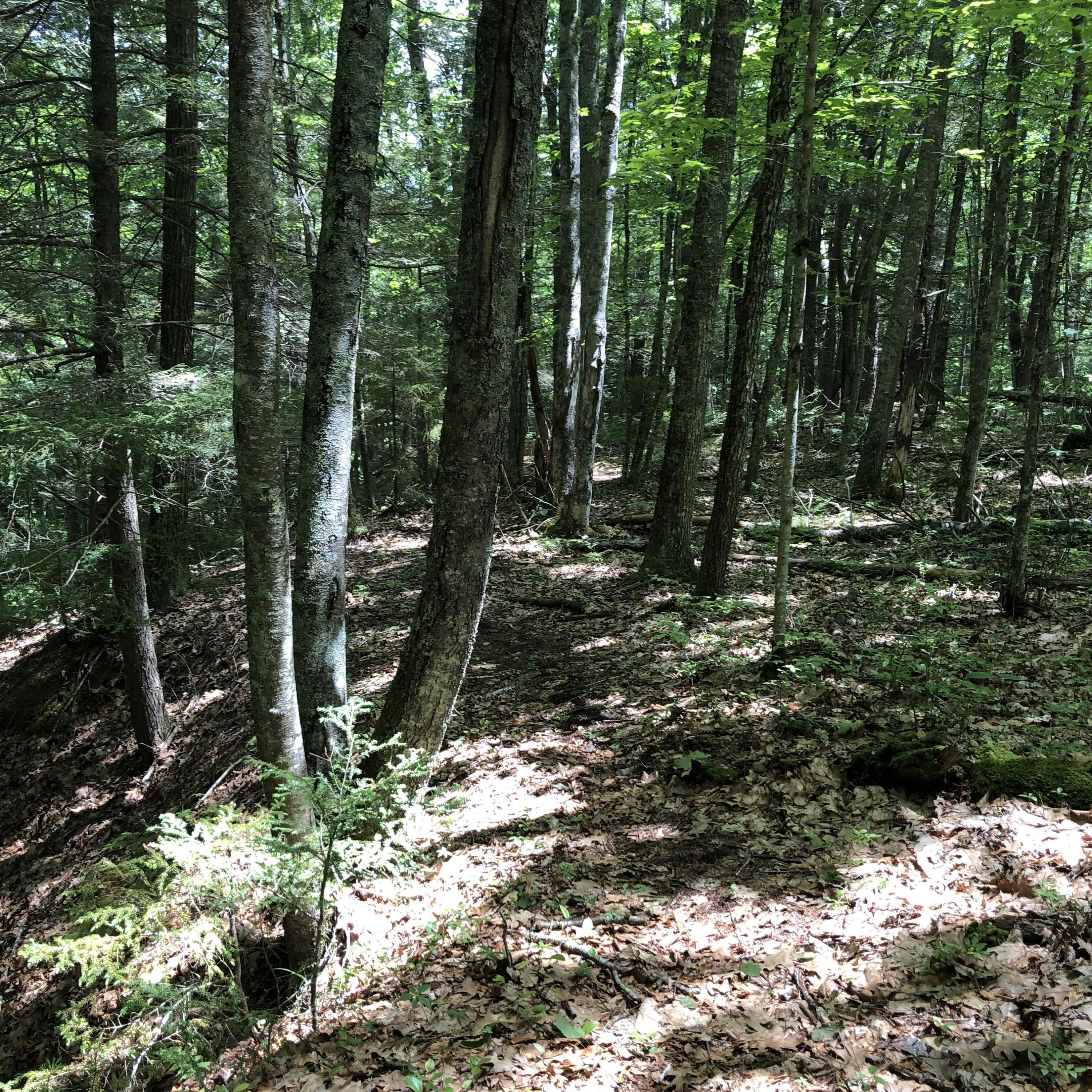 Lots 1-6 Pike Road Wells ME 04090