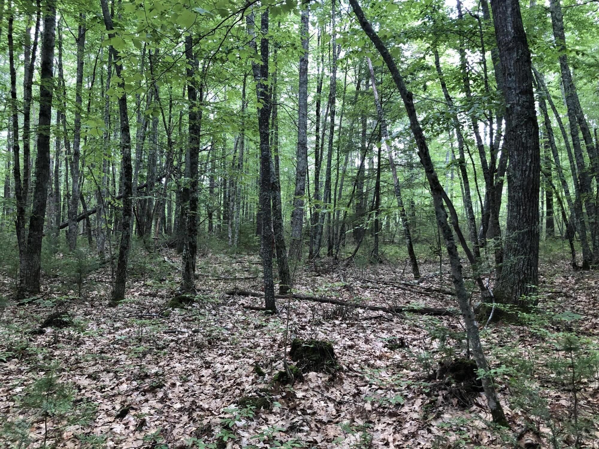 Lots 1-6 Pike Road Wells ME 04090