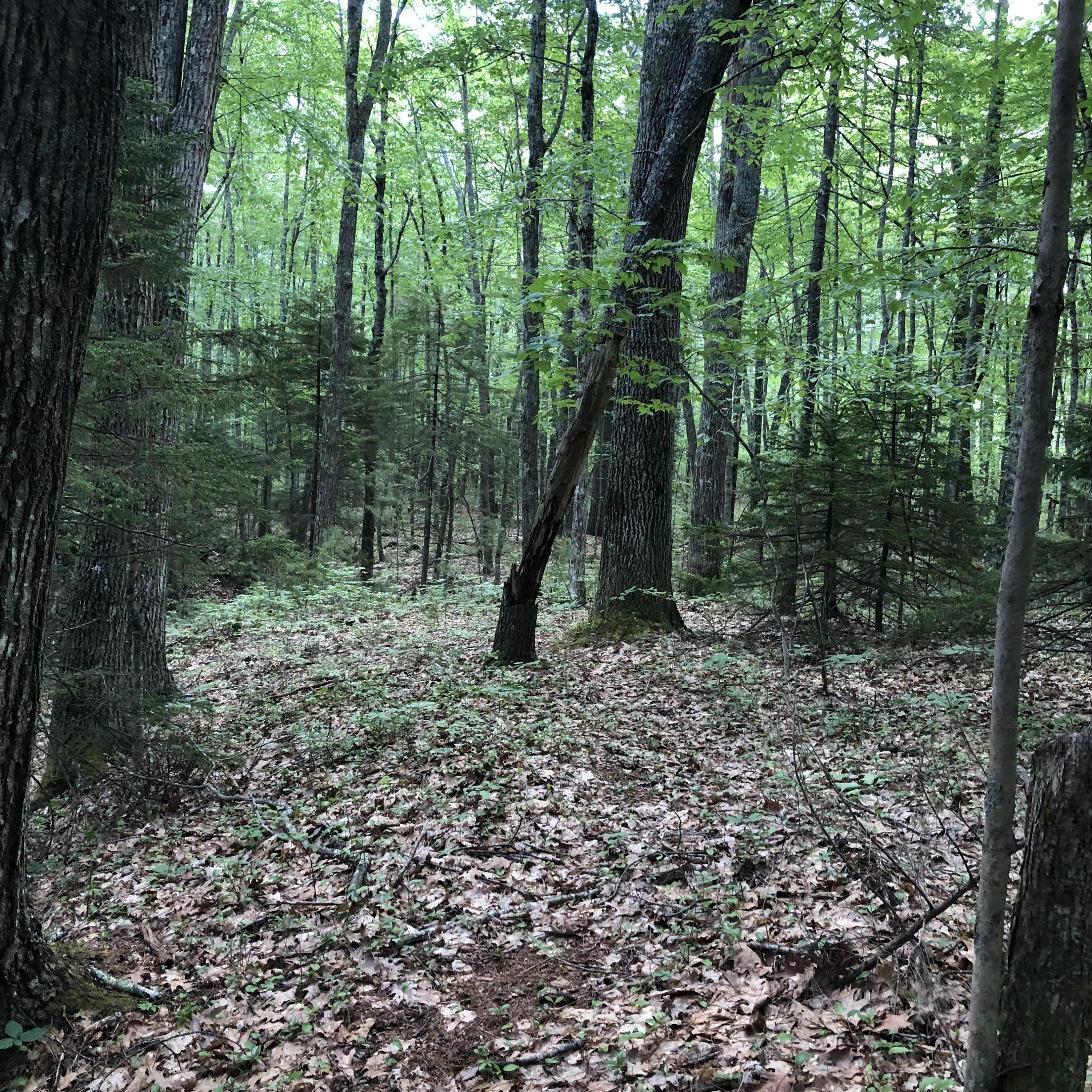 Lots 1-6 Pike Road Wells ME 04090