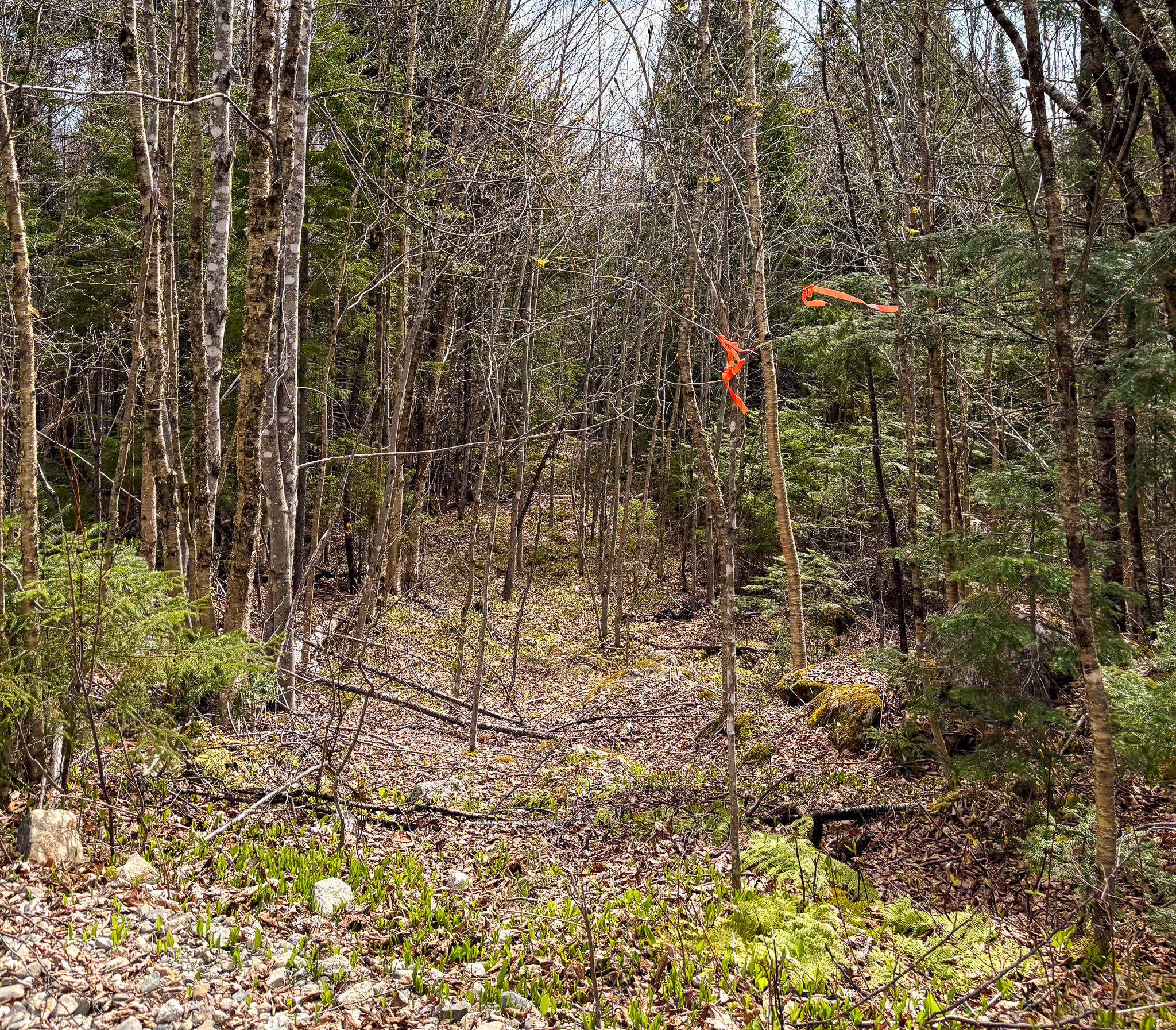Lot 10 Morrison Brook Acres Oakfield ME 04763