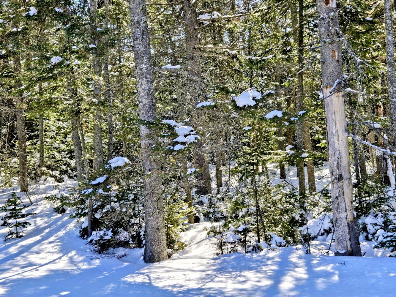 Lot 1 Main Street Sandy River Plt ME 04970