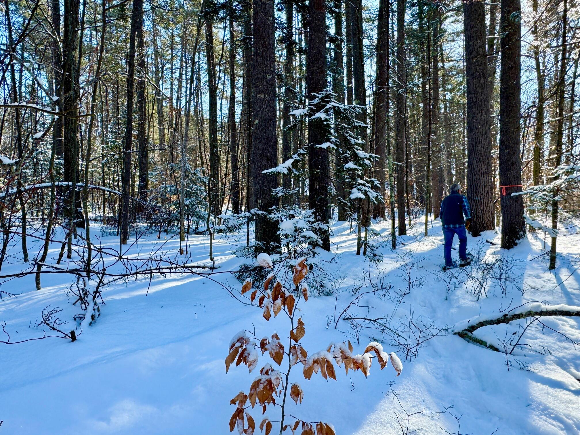 Tbd Swans Falls Road Fryeburg ME 04037