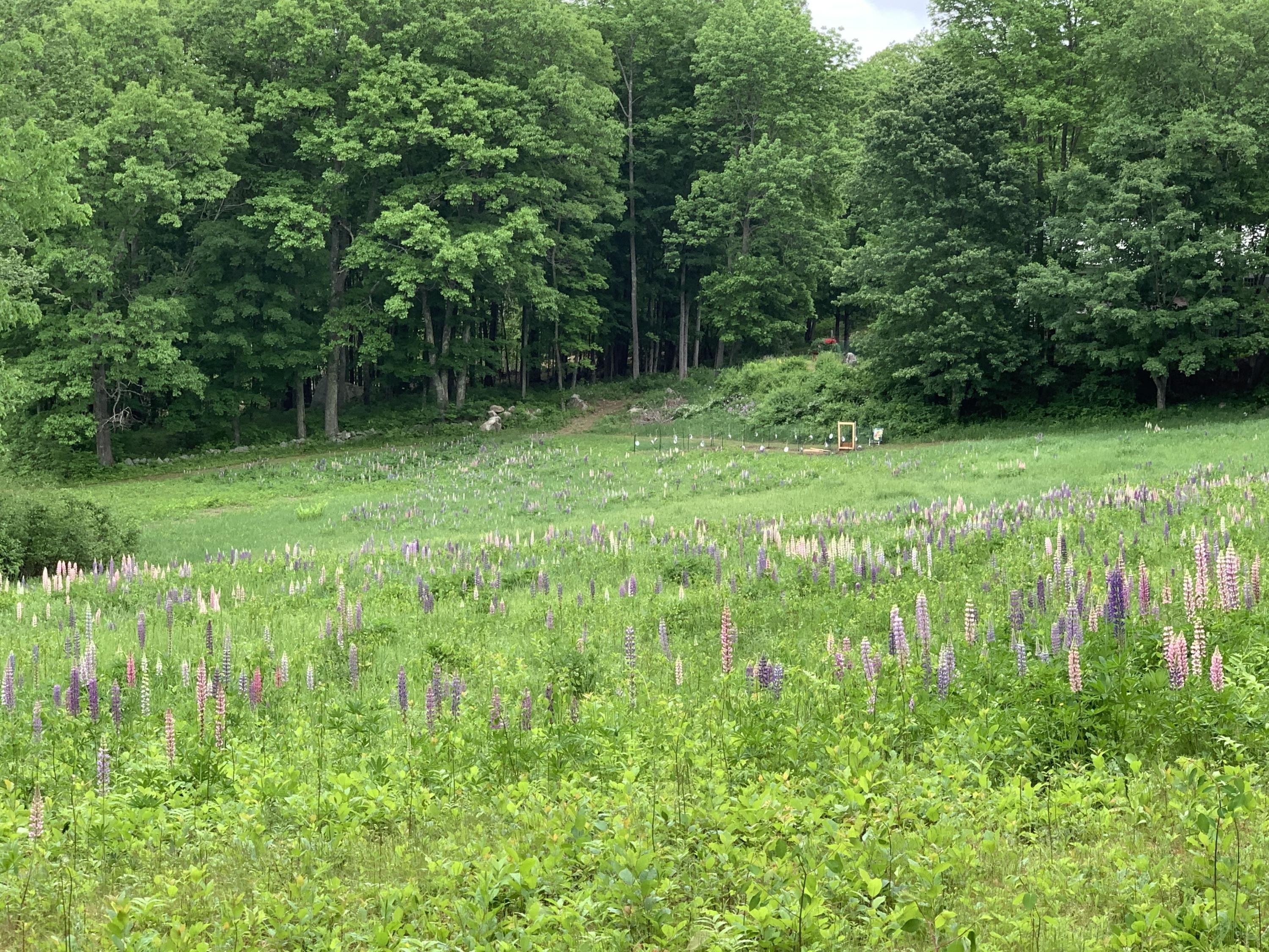 0 Dutton Hill Road, Windham ME Real Estate Listing MLS {gListing