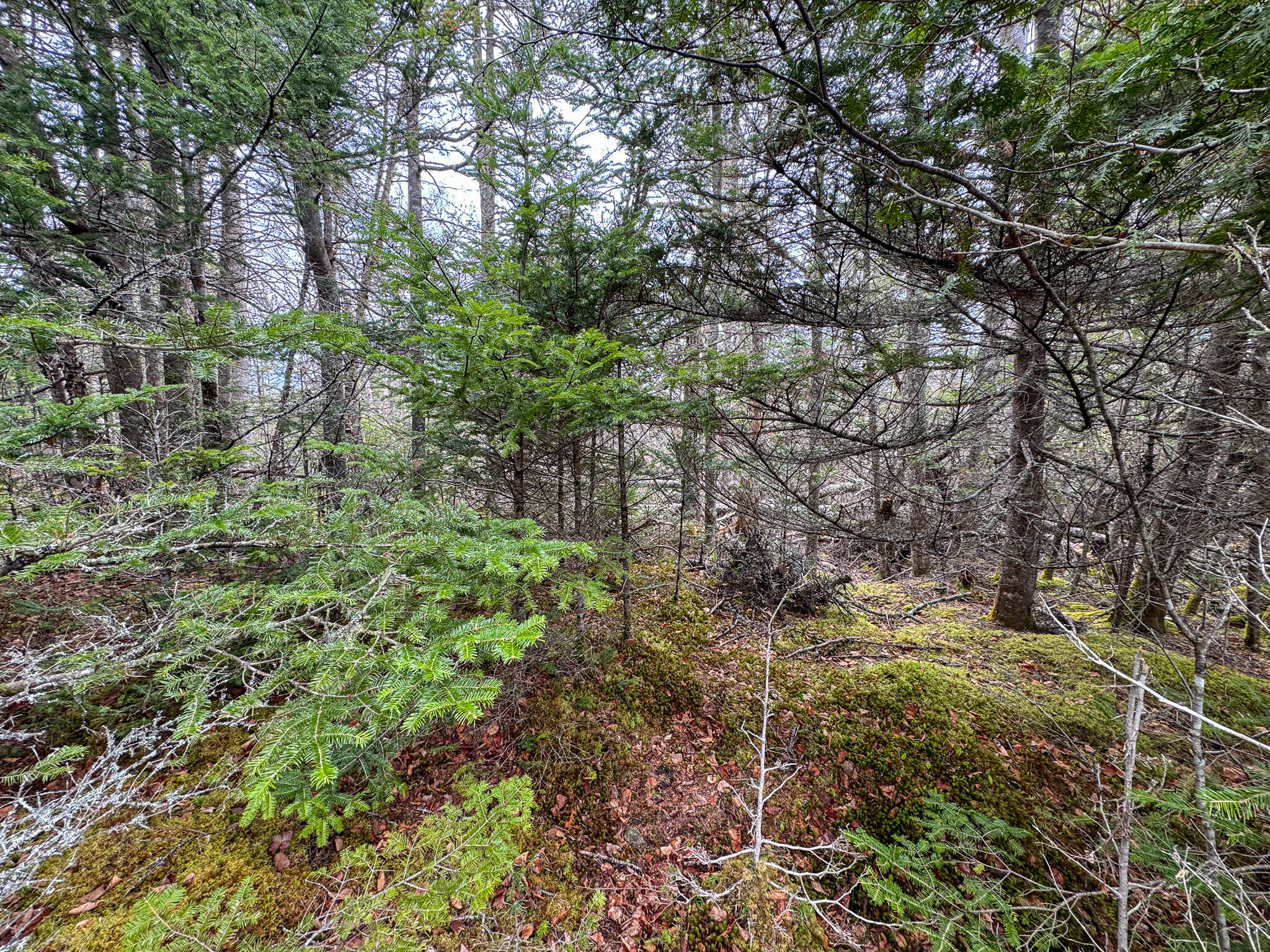 Lot 46 Yoho Head Road Machiasport ME 04655