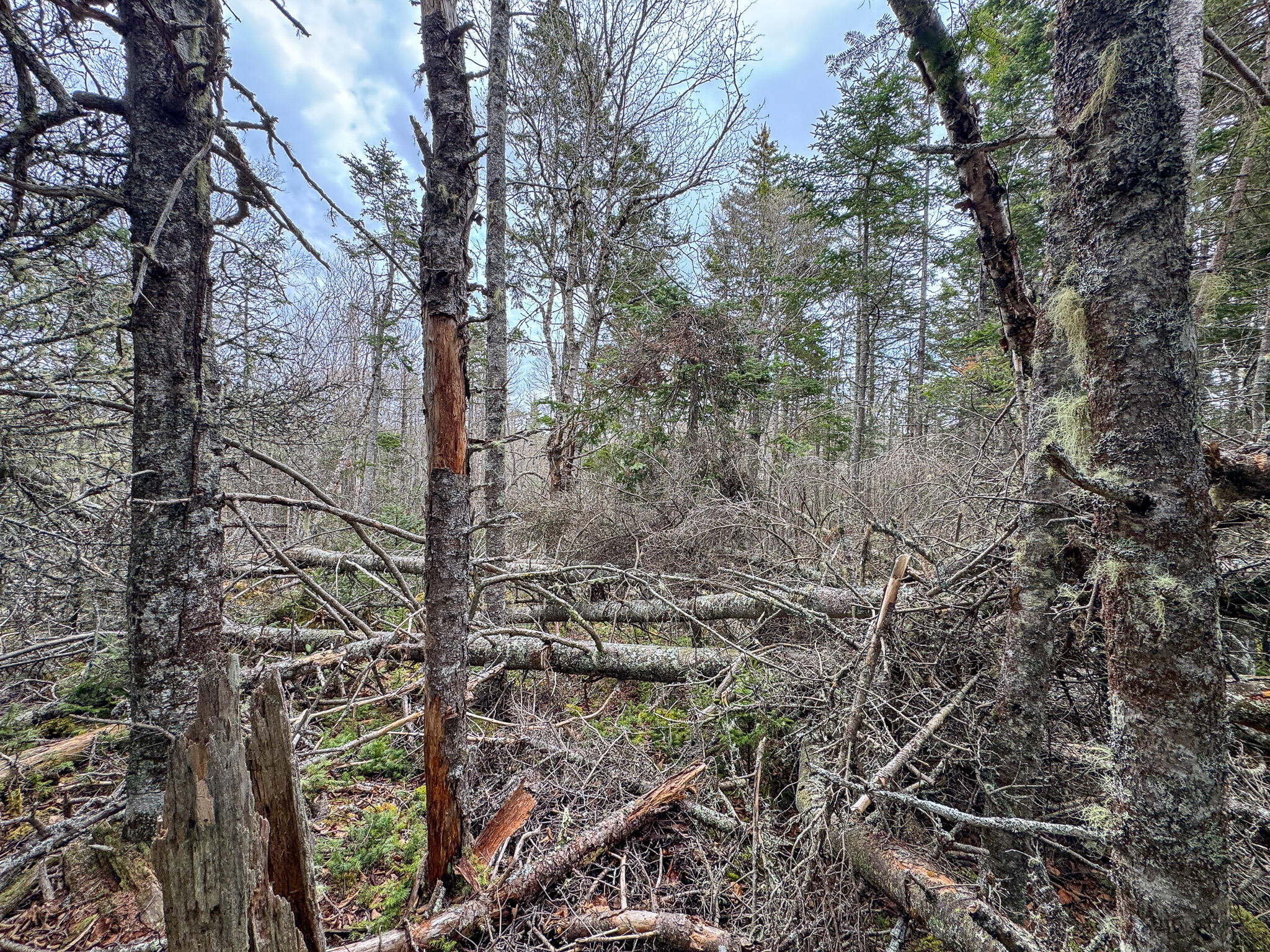 Lot 46 Yoho Head Road Machiasport ME 04655