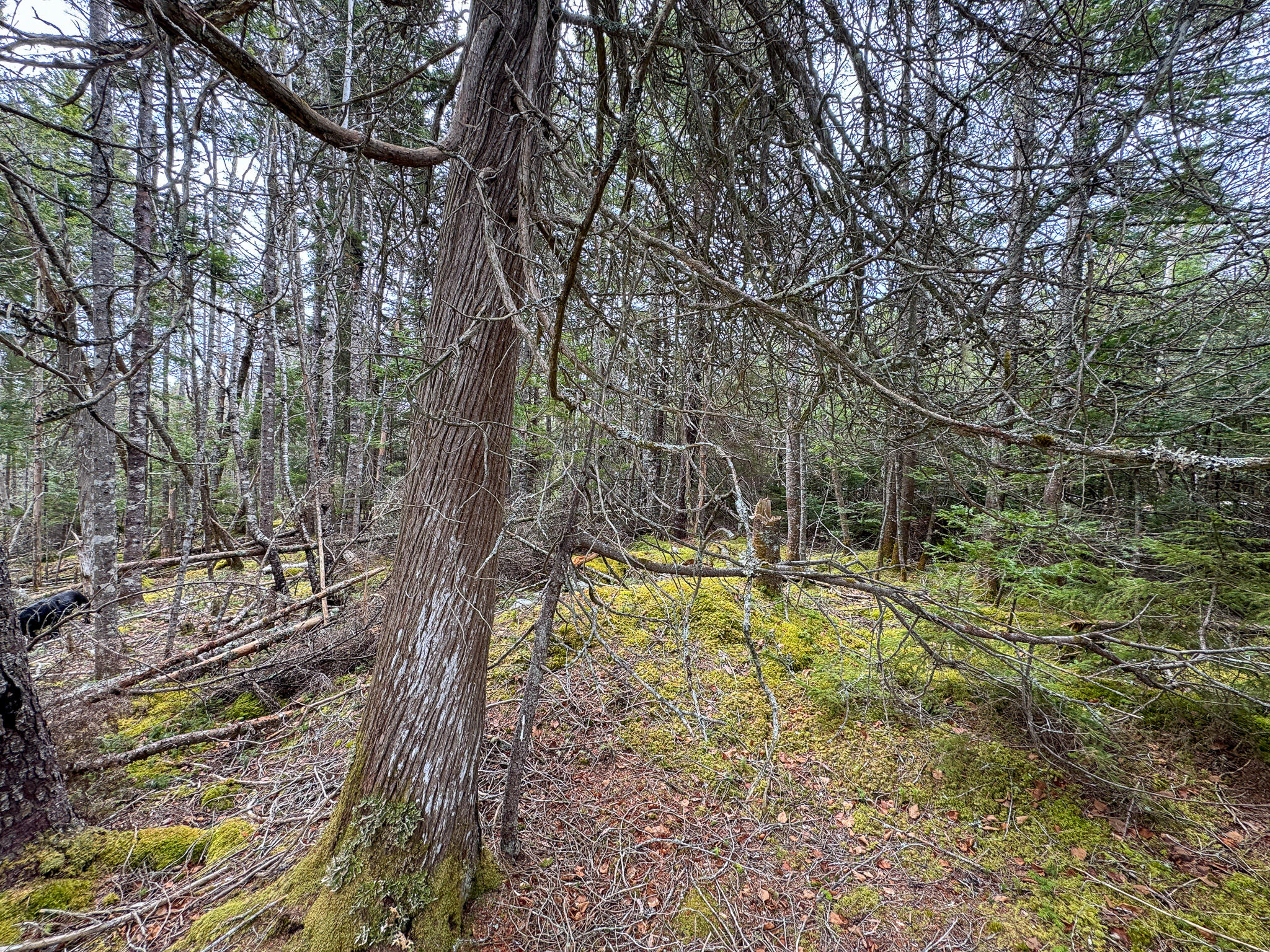 Lot 46 Yoho Head Road Machiasport ME 04655