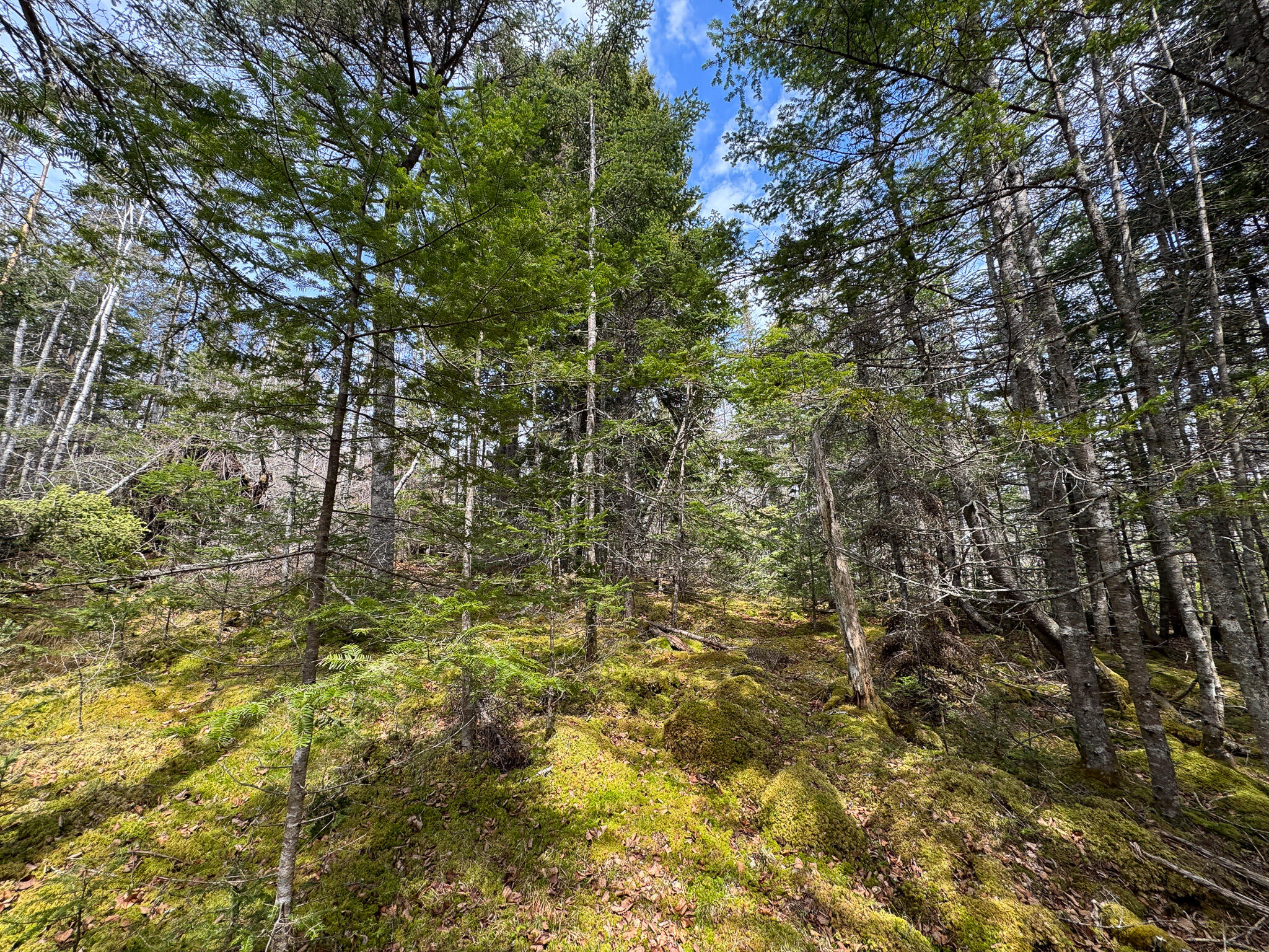 Lot 46 Yoho Head Road Machiasport ME 04655