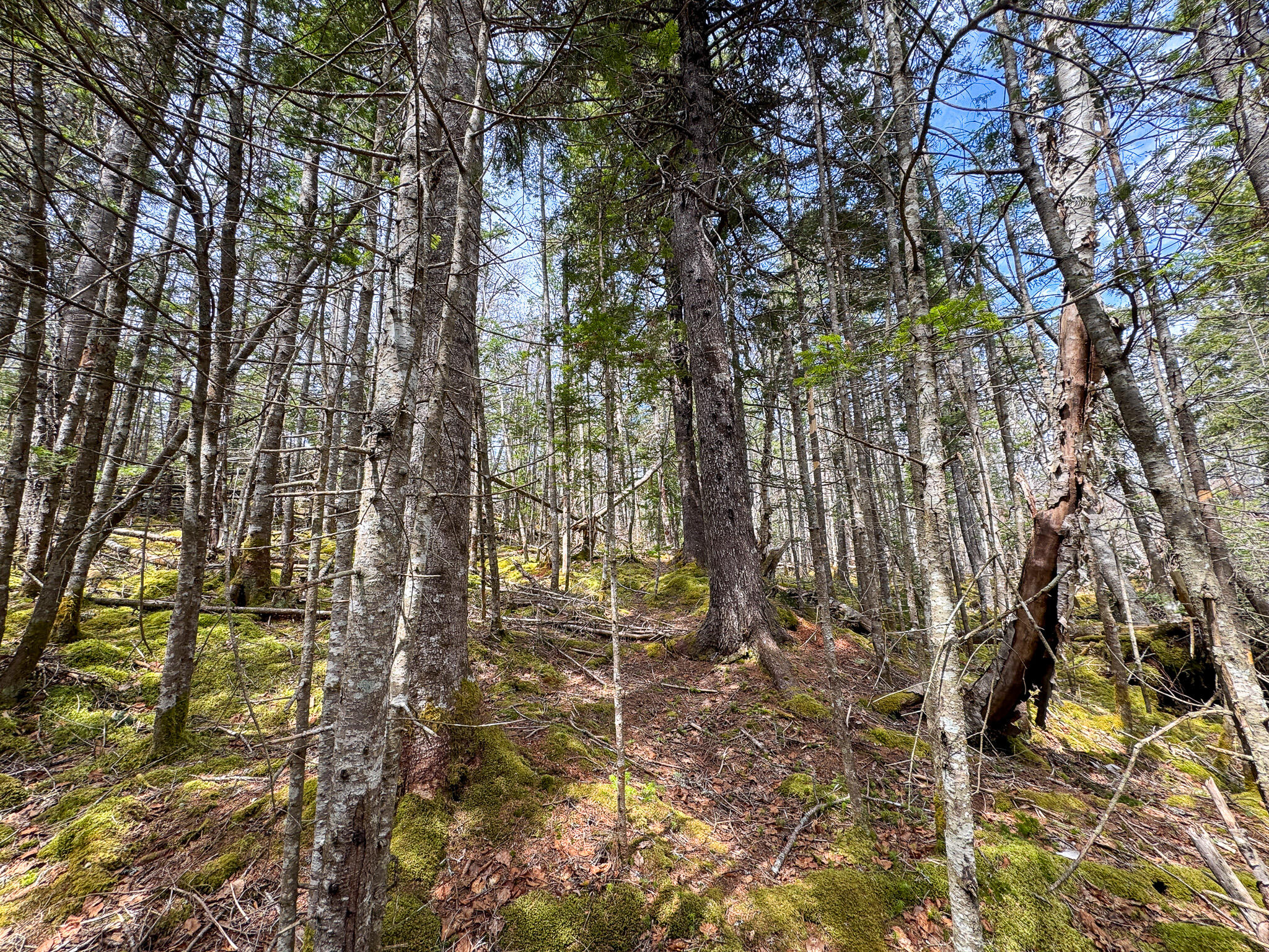 Lot 46 Yoho Head Road Machiasport ME 04655