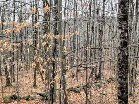 Lot 35 Moose Hill Road Livermore Falls ME 04228