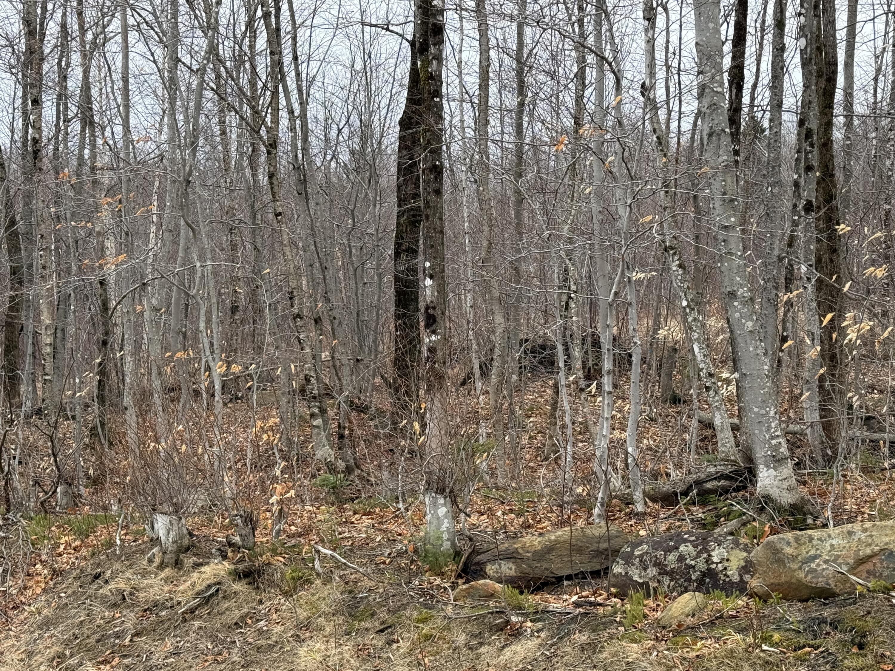 Lot 13w Mountain View Drive Temple ME 04984