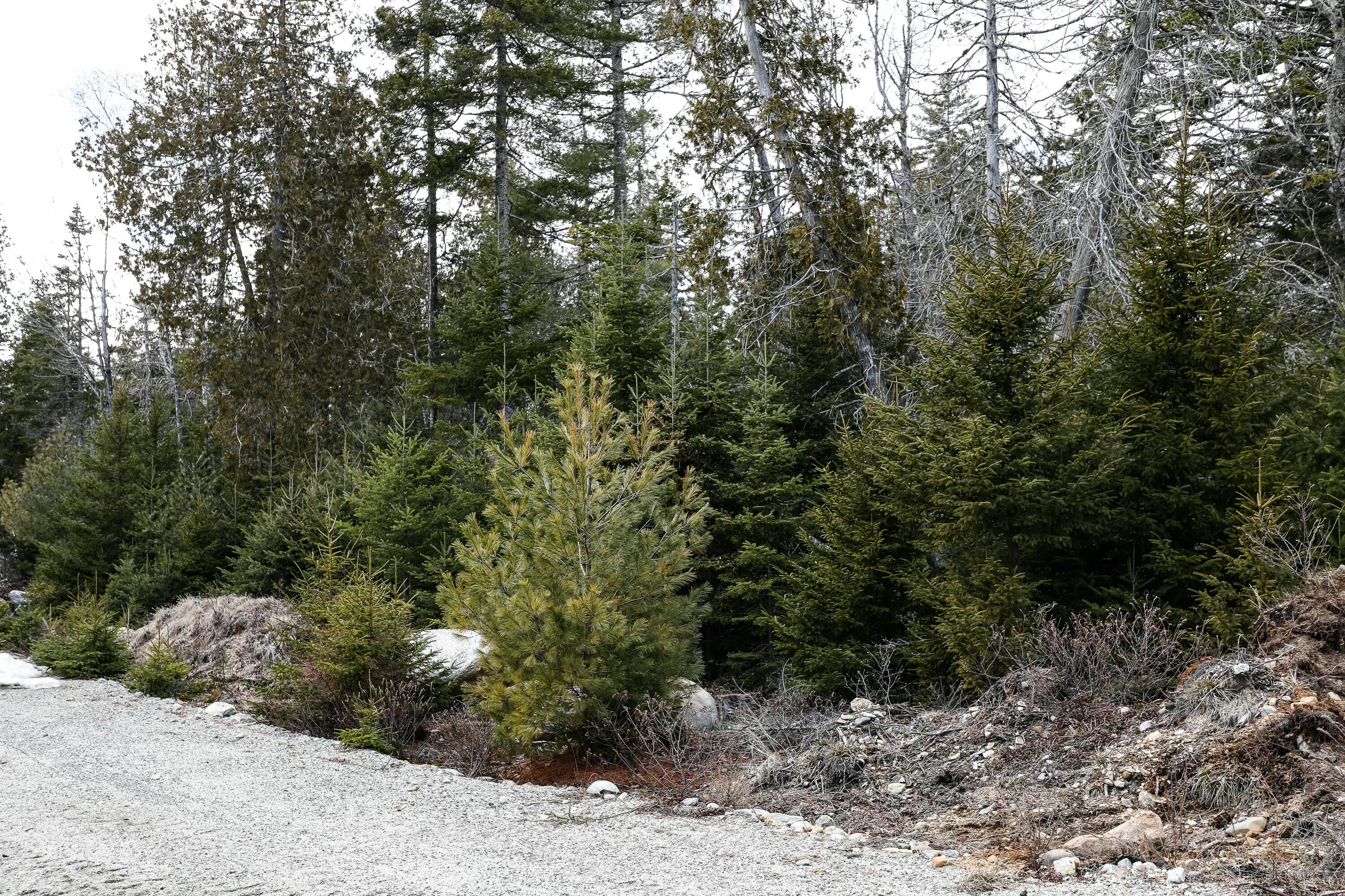 Lot 10 4r2 Pine Cone Lane Surry ME 04684