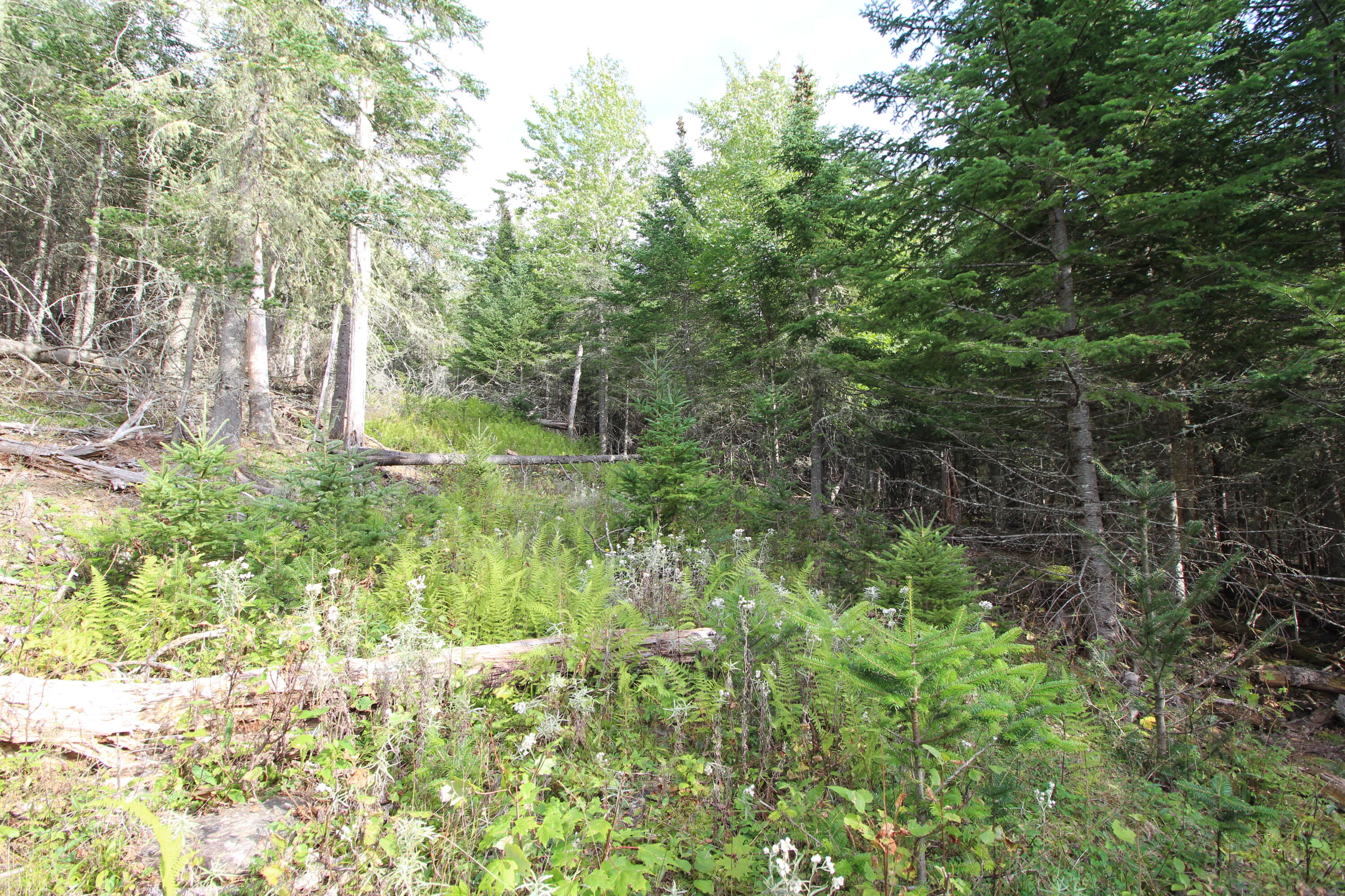 Lot 8 Wheeler Road Rangeley ME 04970