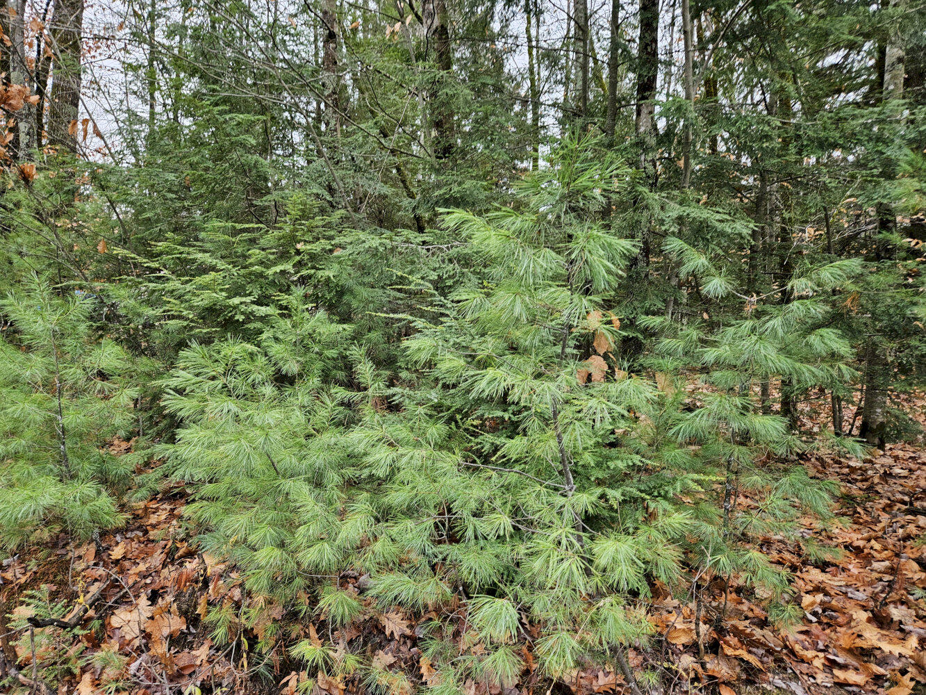 M5 L38 Winding Hill Road Norridgewock ME 04957