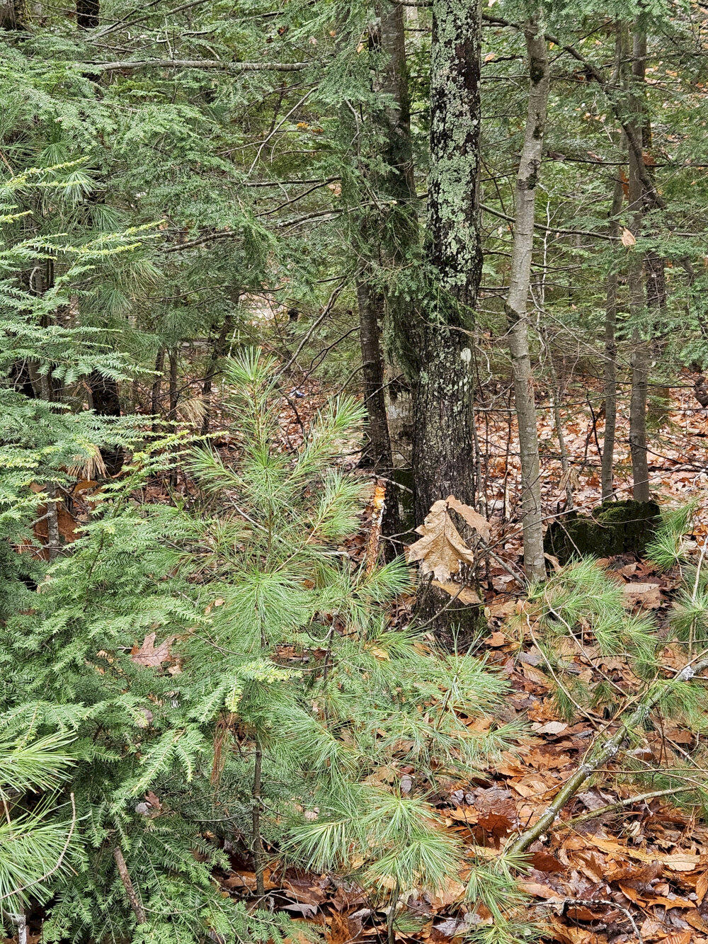 M5 L38 Winding Hill Road Norridgewock ME 04957