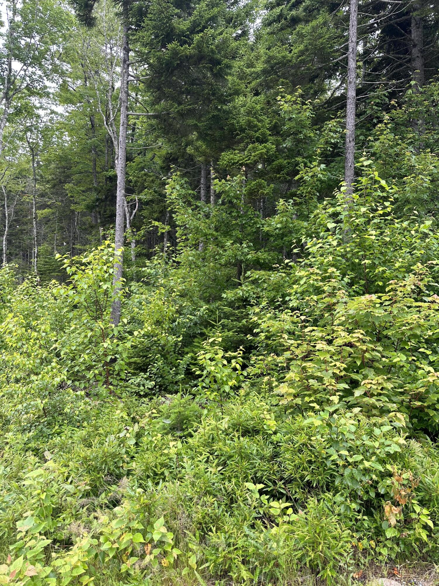 Lot 44 Estates Road Steuben ME 04680