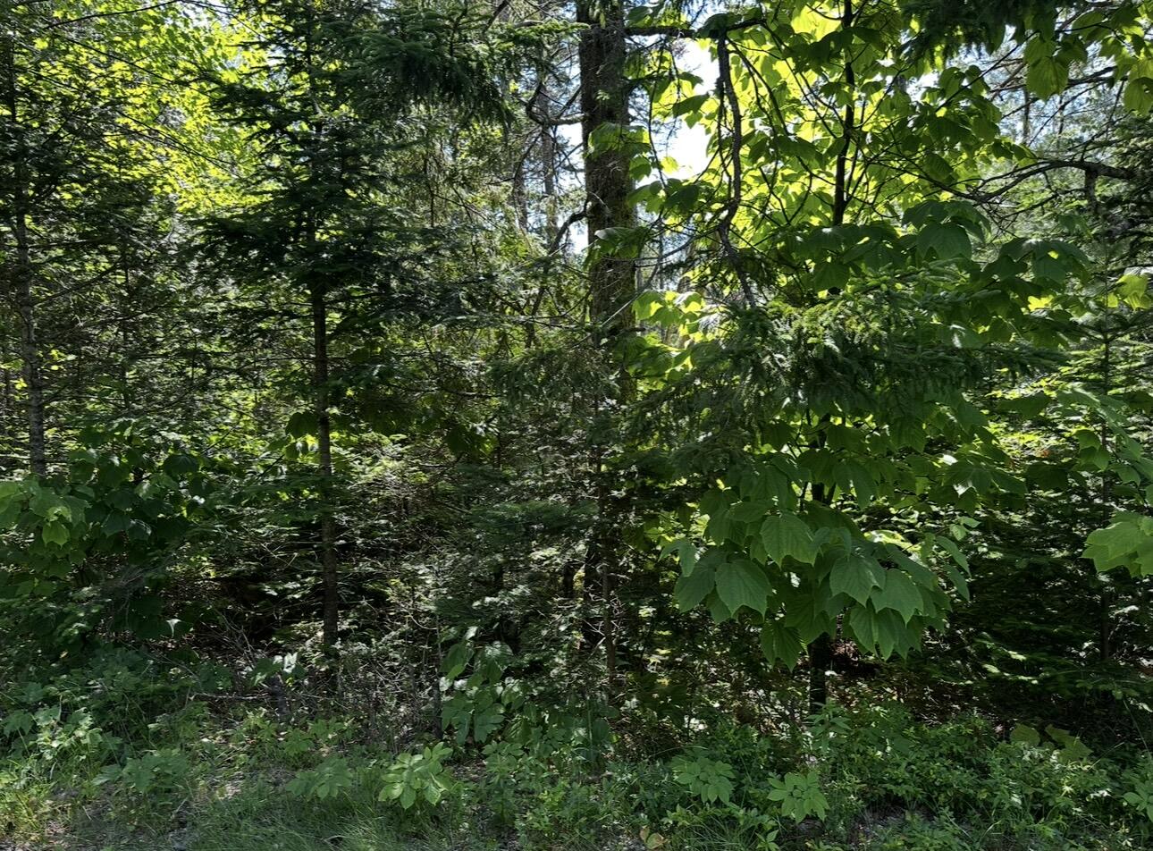 0 Flye Point Brooklin ME 04616