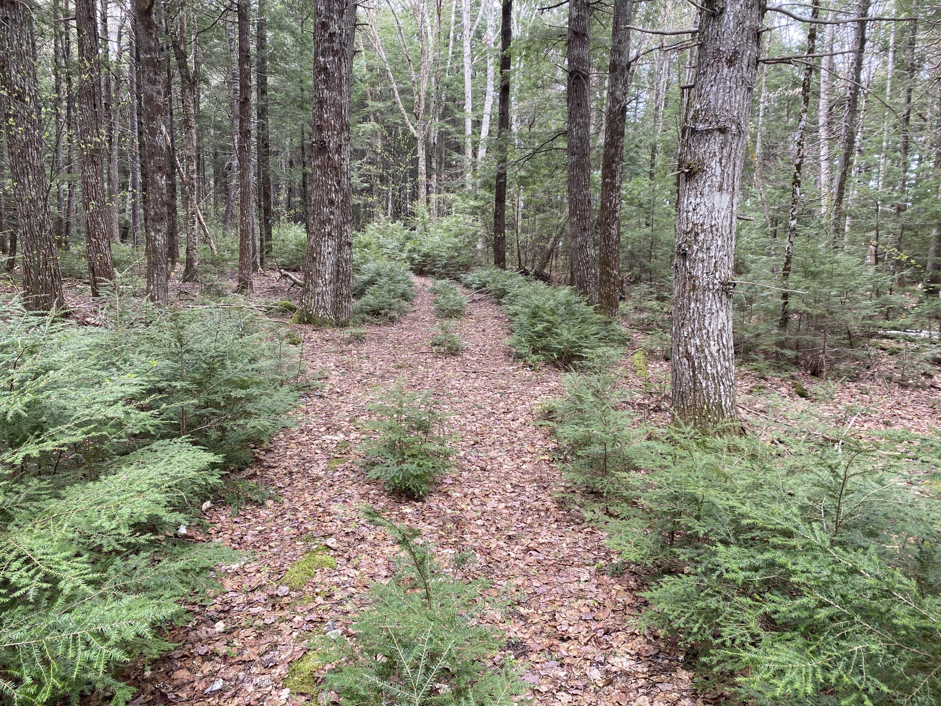Tbd Depot Road Lakeville ME 04487