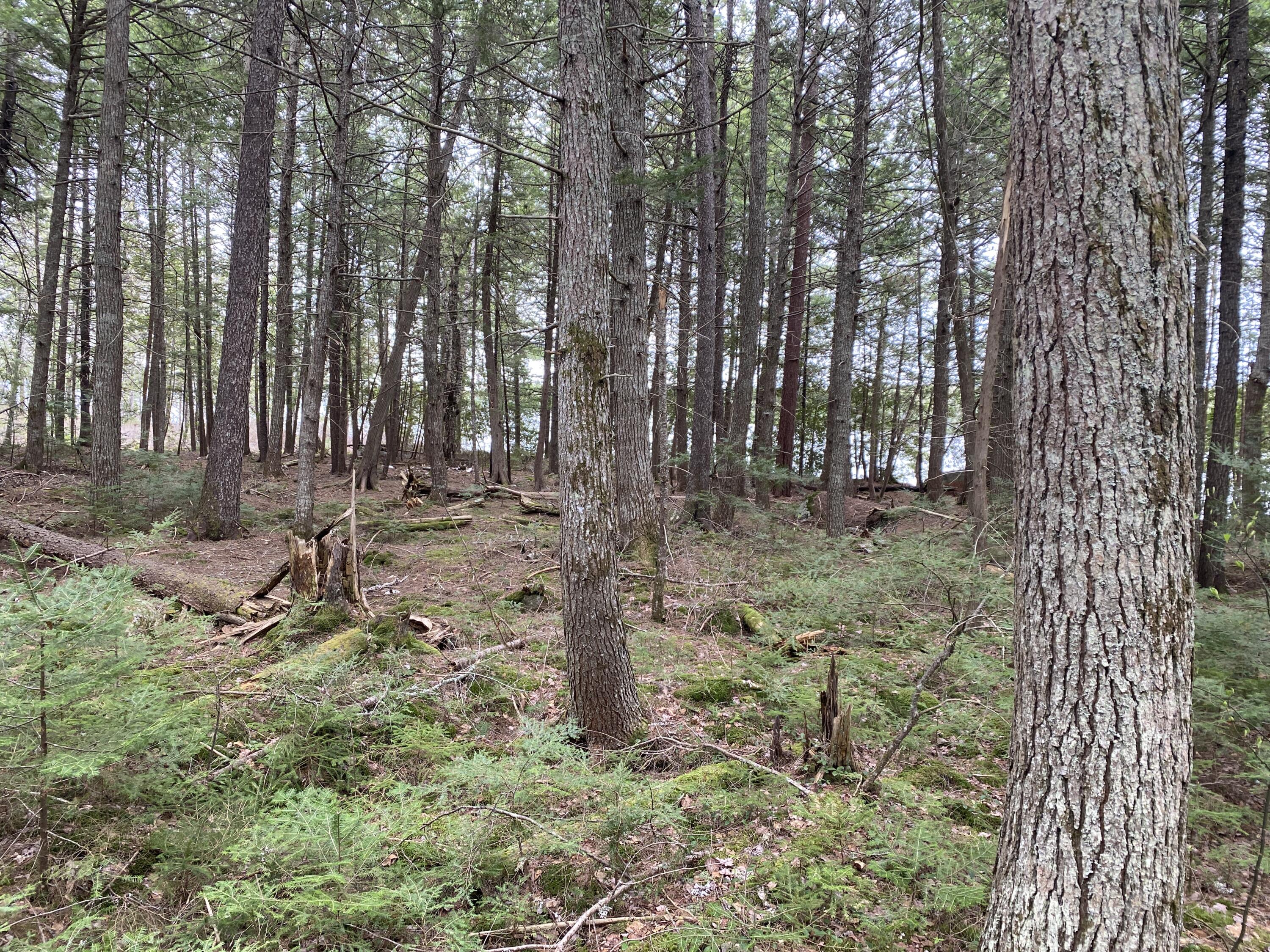 Tbd Depot Road Lakeville ME 04487