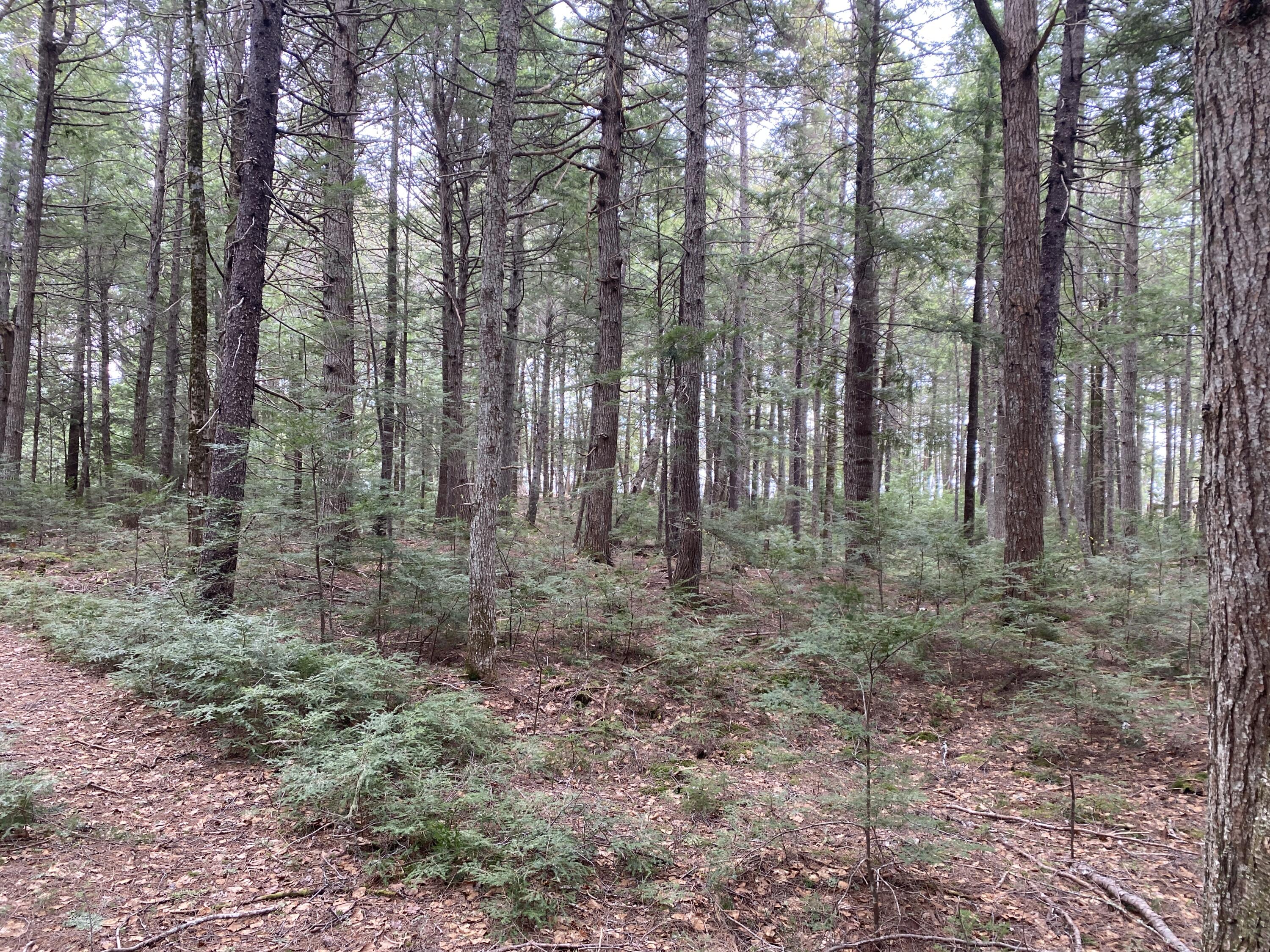 Tbd Depot Road Lakeville ME 04487