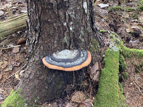 Tbd Depot Road Lakeville ME 04487