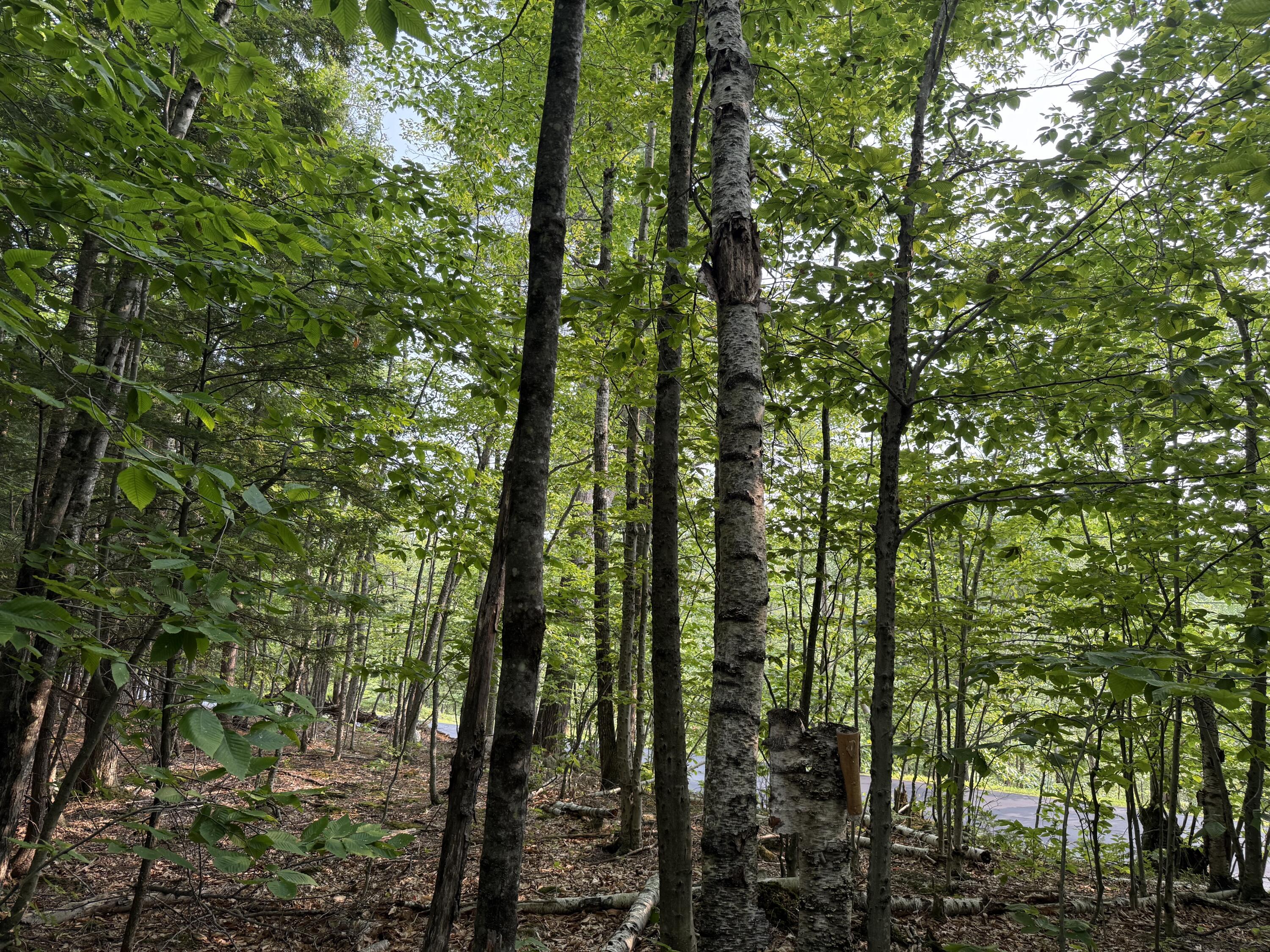 Lot 15-3b Sweden Road Bridgton ME 04009