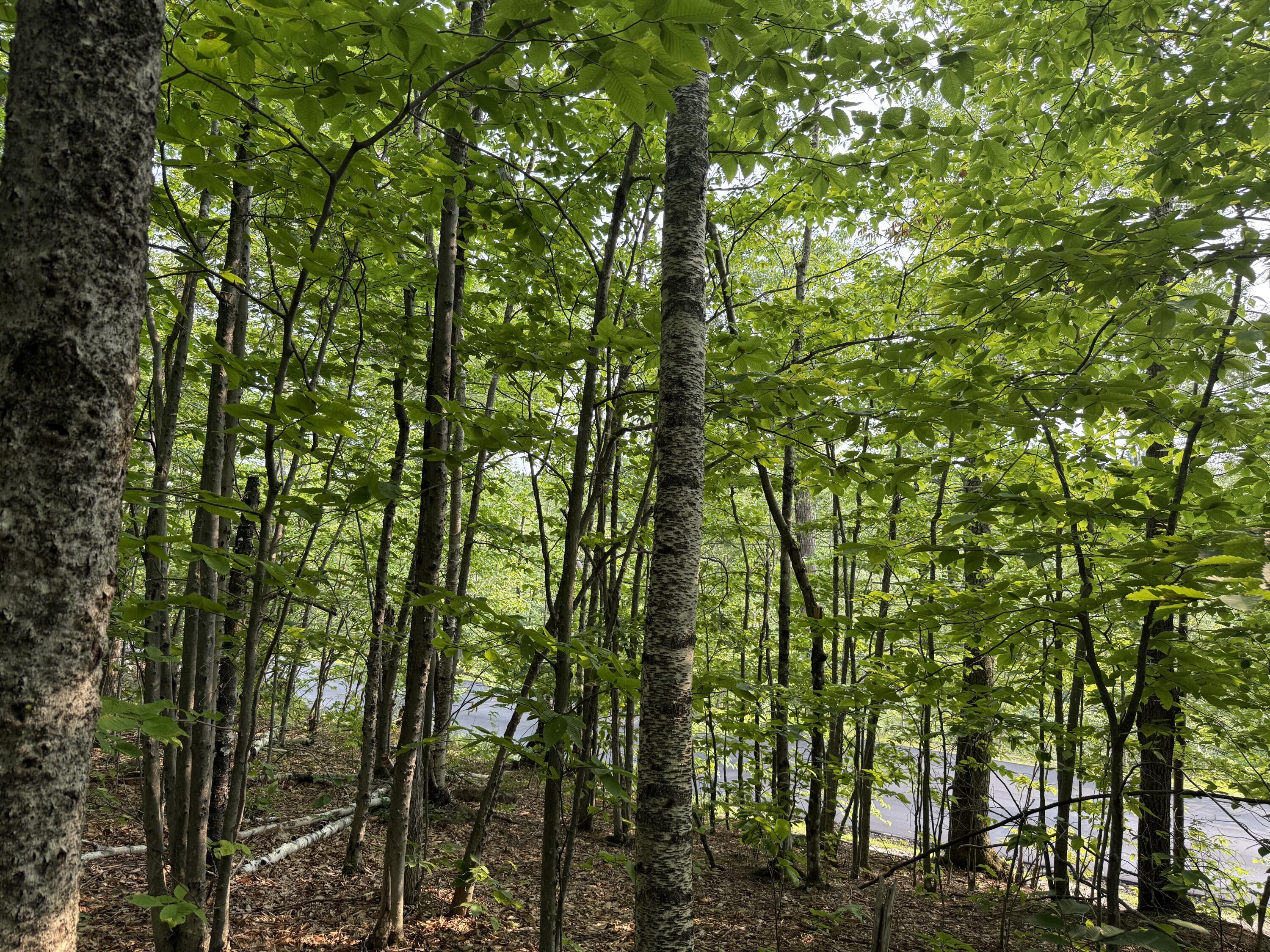 Lot 15-3b Sweden Road Bridgton ME 04009