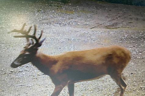 Lot 13-1 W. Mcmann & Meadow Roads Addison ME 04606