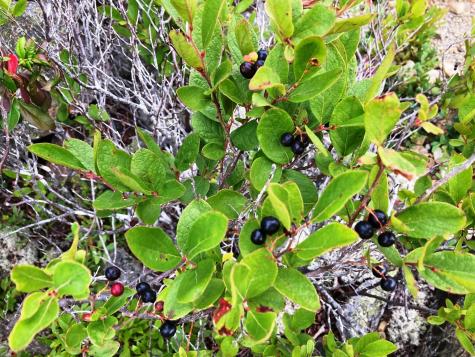 Lot 13-1 W. Mcmann & Meadow Roads Addison ME 04606