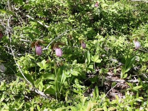 Lot 13-1 W. Mcmann & Meadow Roads Addison ME 04606