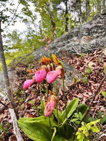 Lot 13-1 W. Mcmann & Meadow Roads Addison ME 04606