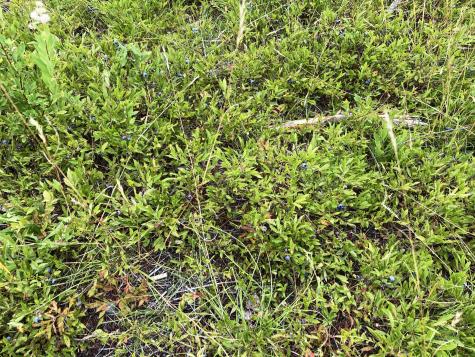 Lot 13-1 W. Mcmann & Meadow Roads Addison ME 04606